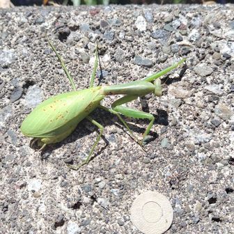 狩り失敗・・・