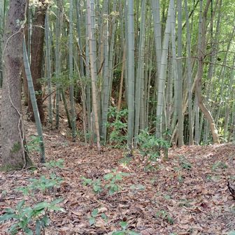 倒れていた標識を立ててみる