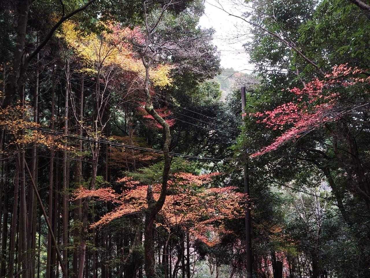🎵 寂しげに疎らに残る冬紅葉🍁 ... / 京悟空さんのモーメント | YAMAP / ヤマップ