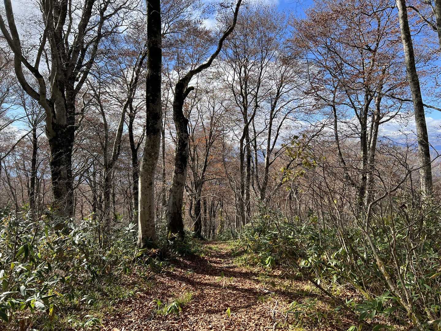 十部一登山口-葉山神社奥の院-葉山 往復コースの写真