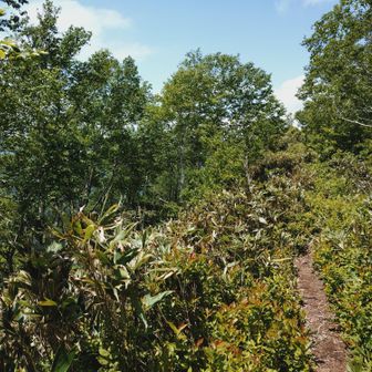 登り切ったら山頂？と思いきや、なだらかな台地上を200mほど進みます👣