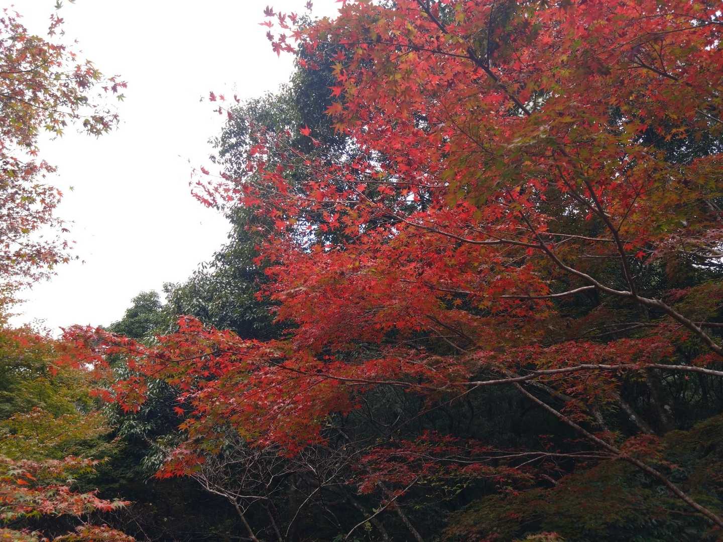 登山道入口辺の紅葉