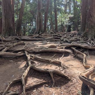 義経修行の木の根道