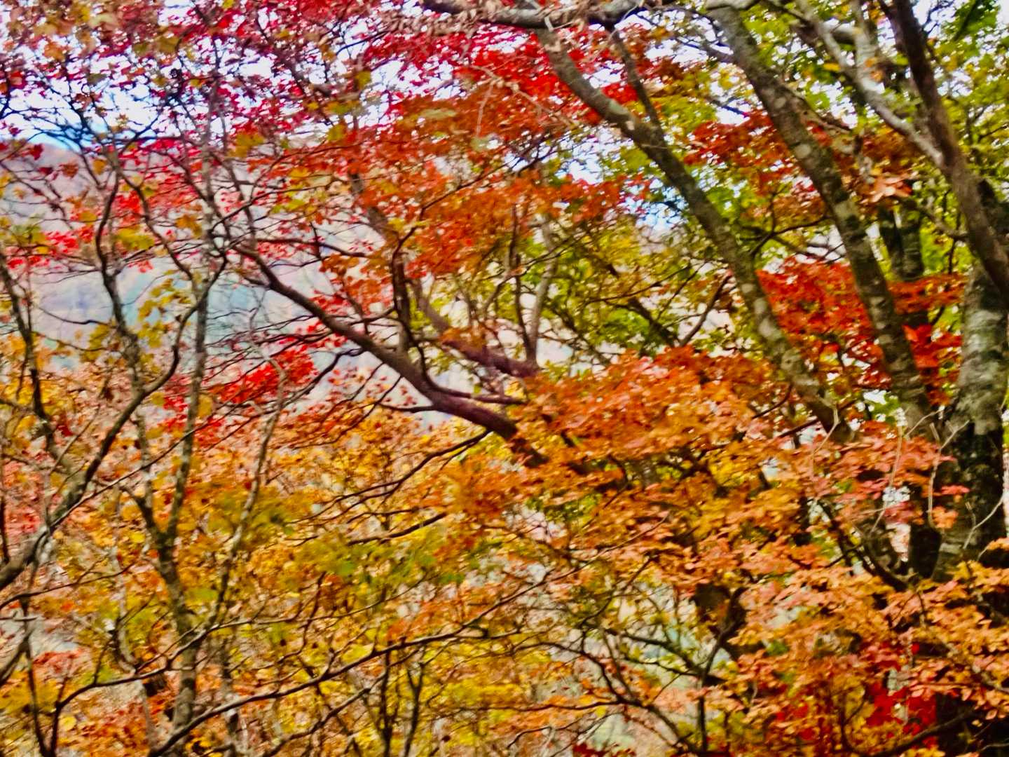 🍁🟥🟠