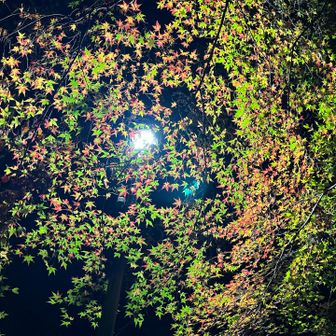 取り残された秋🍁