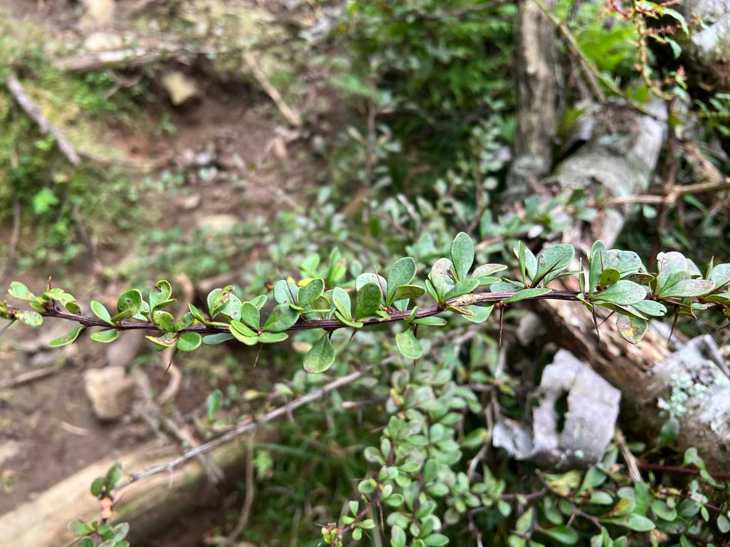 この葉っぱ🌿「メギ 」だとSiriは言う
枝に顕著な縦の溝と稜があり、節に棘があるとのこと
拡大してみたら棘がすごい‼️針みたい‼️