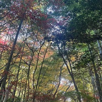旧ケーブル廃線跡の紅葉トンネル✨✨
今日一美しい紅葉景色でした🍁🤩