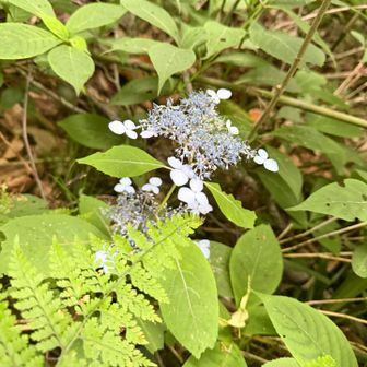 紫陽花