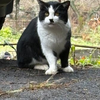 釣り堀にいたハチワレ　かわい

写真見返したらどうしても右片肌脱いだように見える🤣この桜吹雪がお見通しよ！
（遠山の）金さんと名付けよう🤣