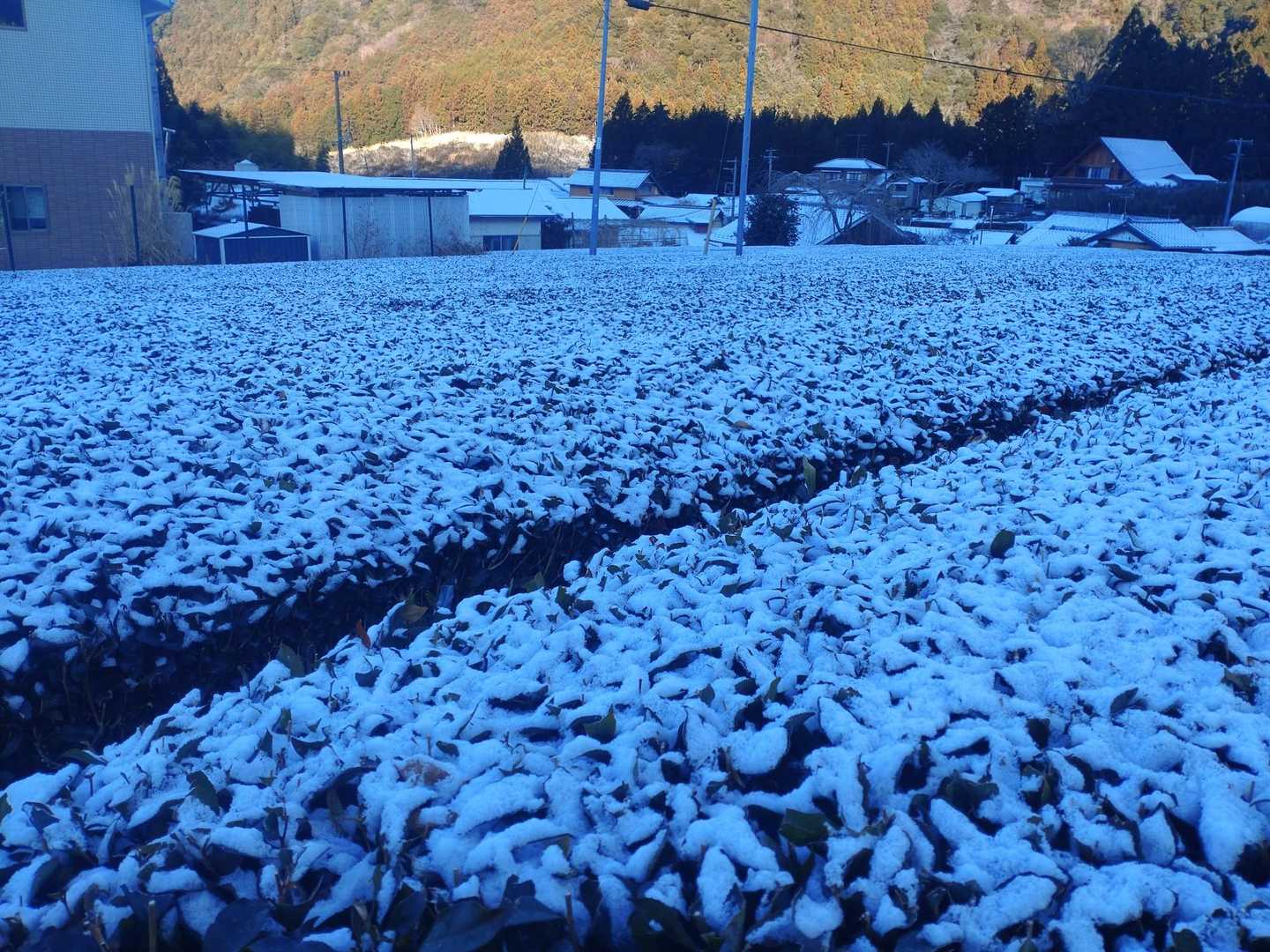 雪景色😳　静岡市内で積雪👀！というだけでニュースになる。　　