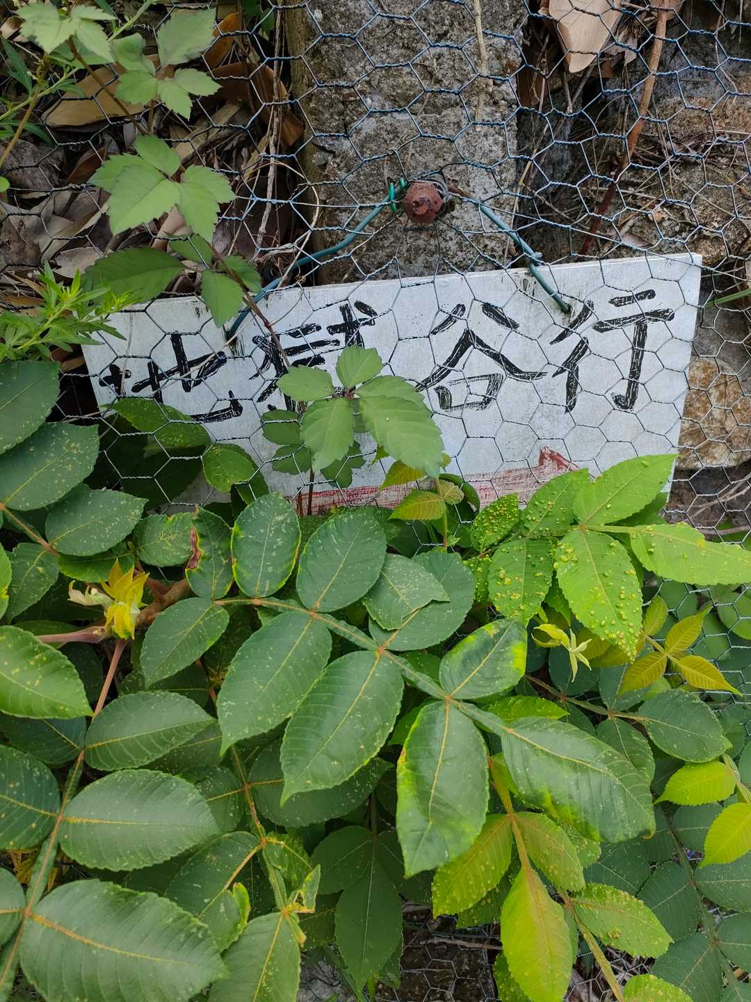 ここにも、地獄谷行の看板が！
でも、葉っぱに隠れて分かりづらいです😂