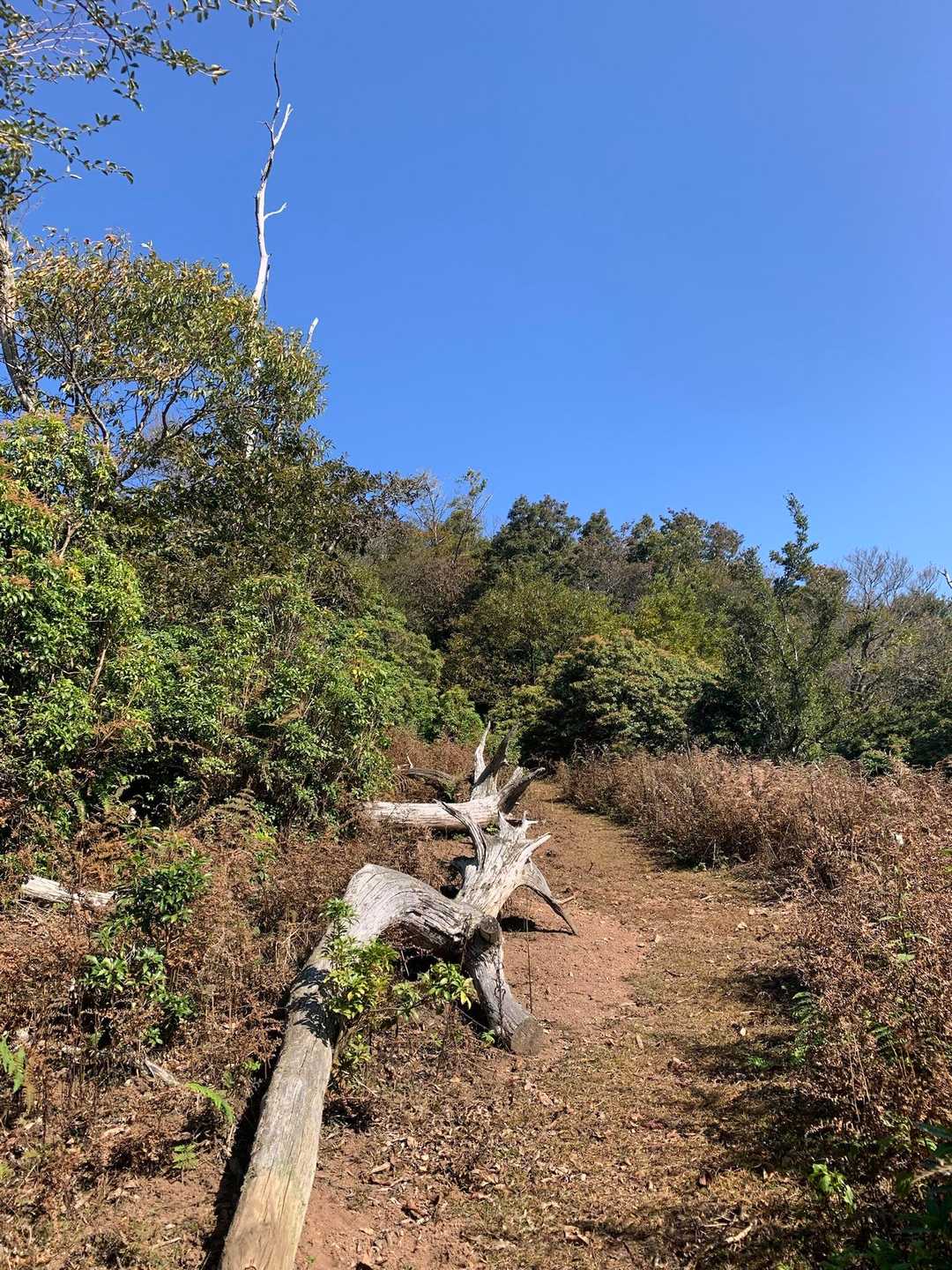 薬師峠-岩茸山-桟敷ヶ岳-桟敷ヶ岳取付き-岩屋橋バス停 縦走コースの写真