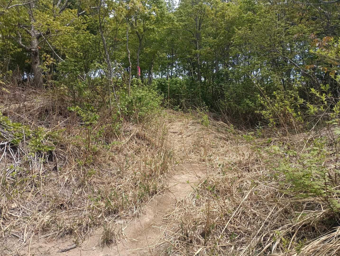 頂白山 往復コースの写真