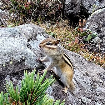 トム様との分岐
ナッキー走り回るも撮れず🥲
頬袋パンパンのこやつで許して