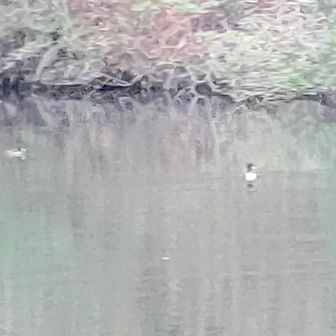 星田新池に鴨がいた