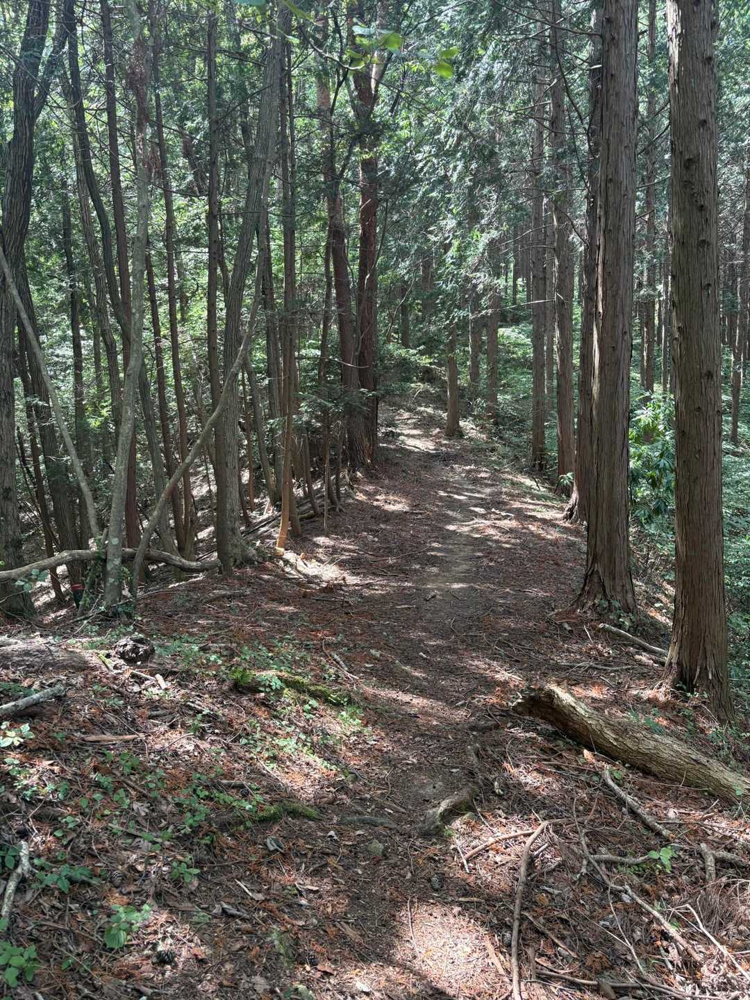 相栗峠-鷹林山-竜王山 往復コースの写真
