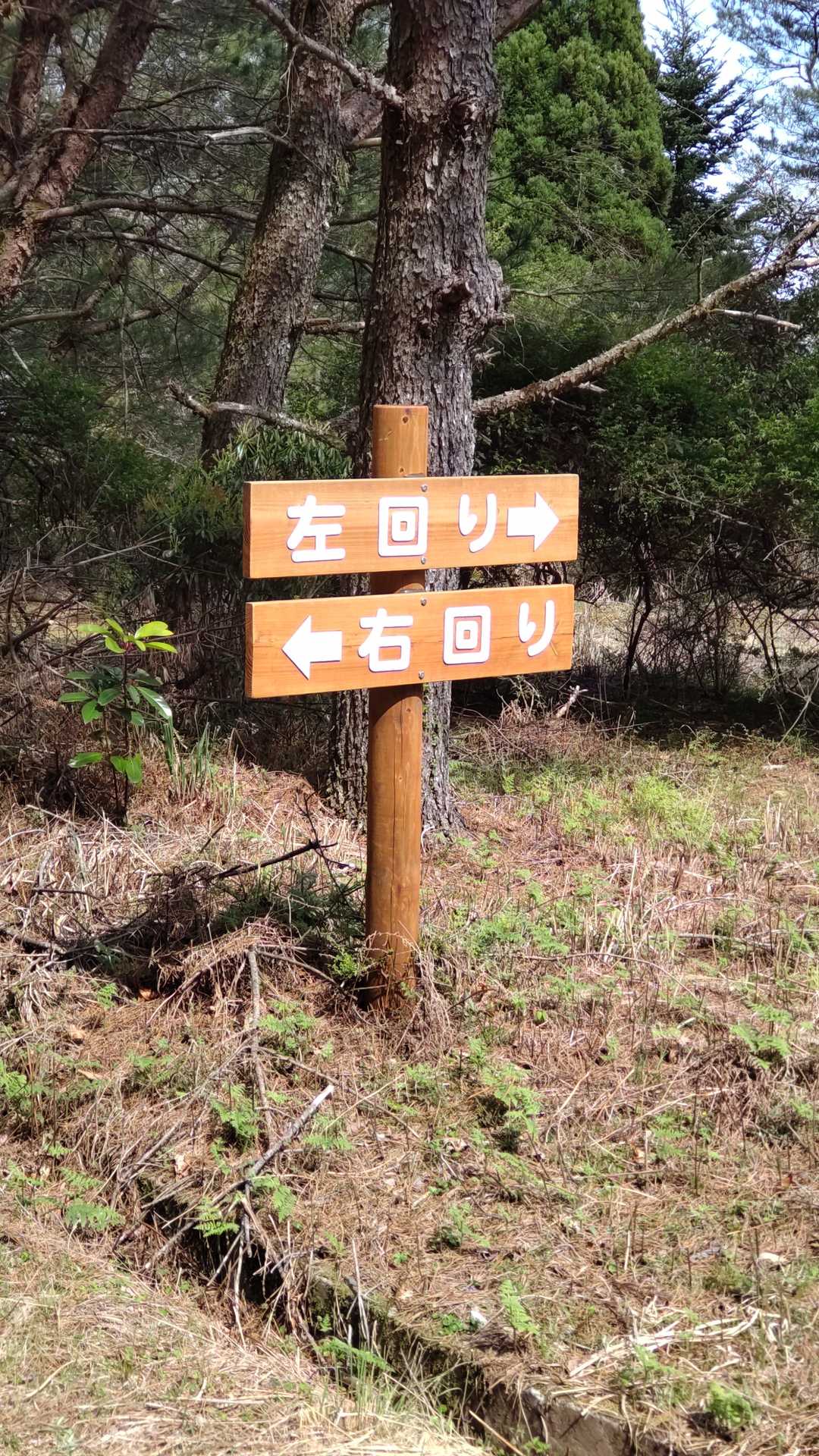 向きが90°違います。正規の登山道でしょうか⁉️