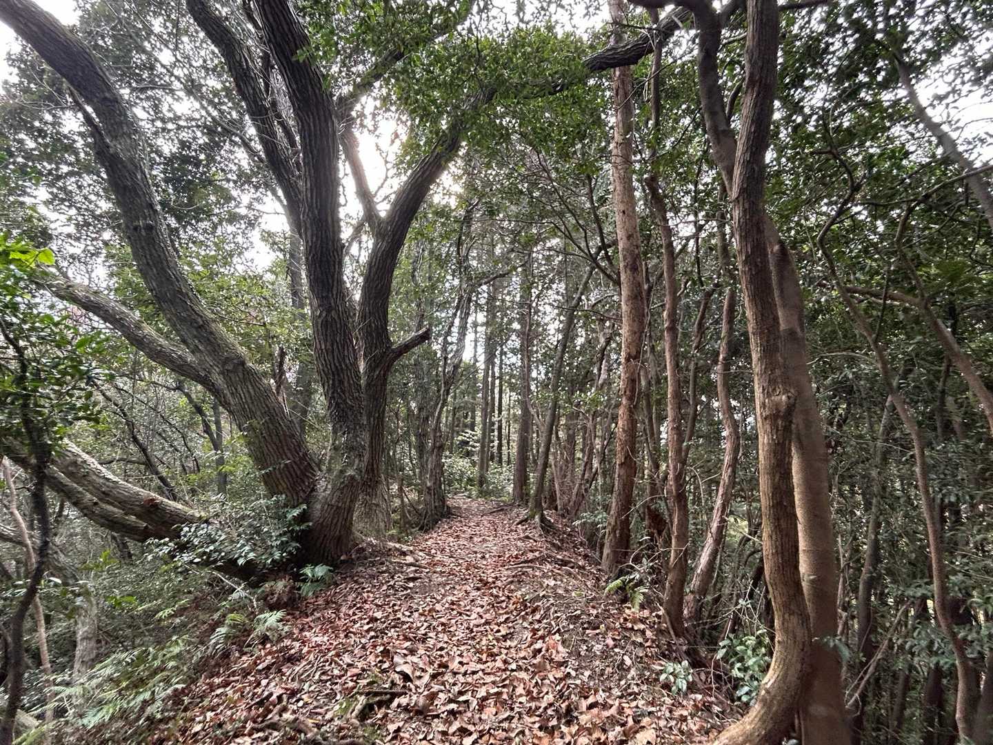 個性的な🌳も多くなってきましたよー