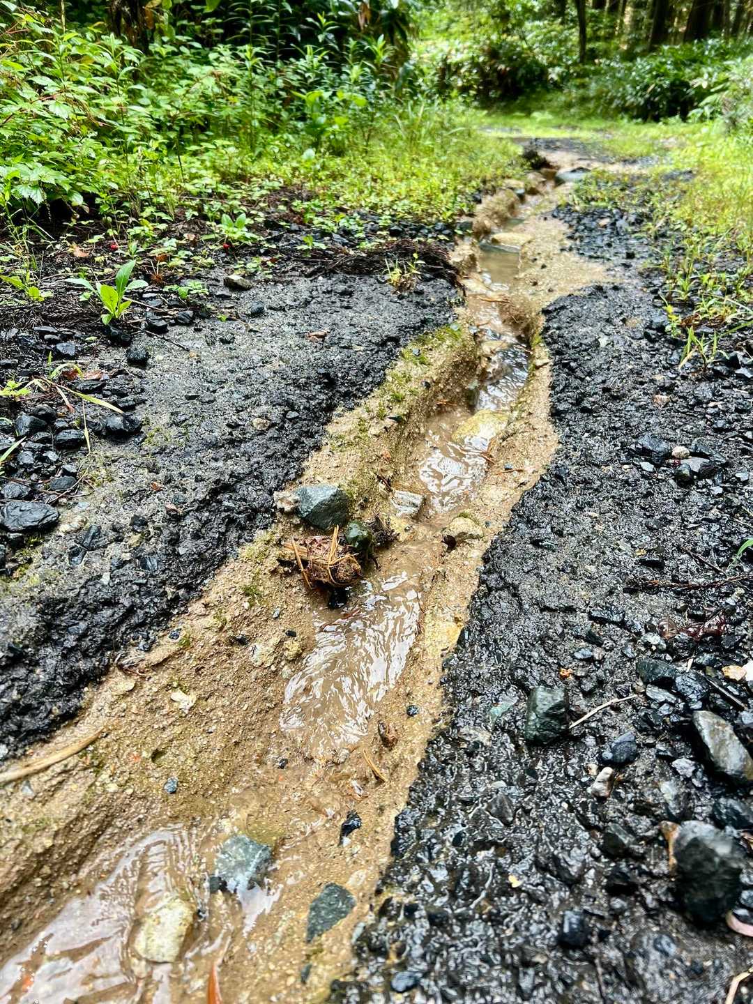 春日山 往復コースの写真