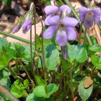 タチツボスミレ