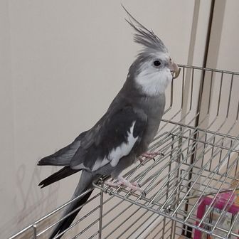 にー