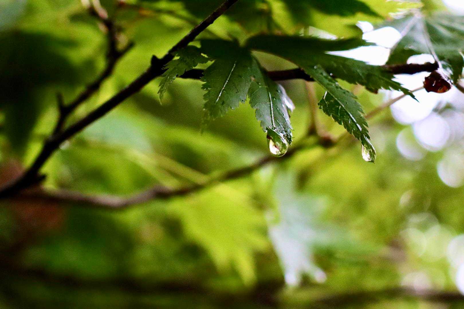 紅葉にはまだまだ早いみたい。