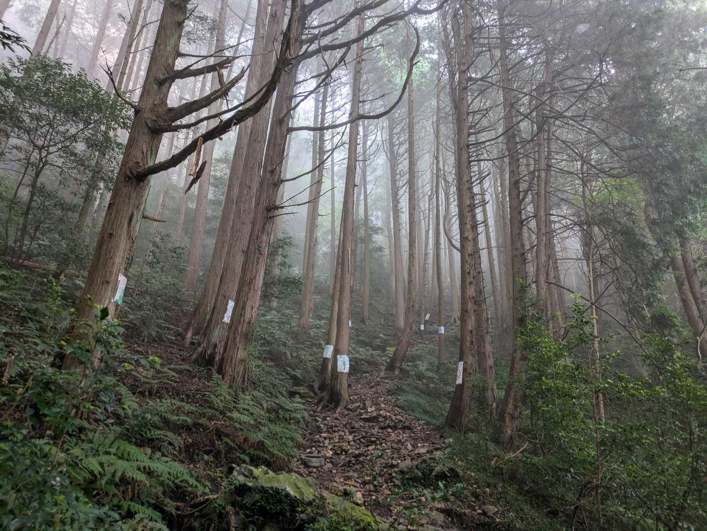 いつもの古賀志山とは雰囲気が違います。ピンクテープはほとんどありませんが、子どもたちが書いてくれたポスターが目印になってくれます。