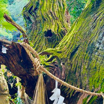 14.雨乞の楠

こちらも、樹齢 3,000年の楠
能因法師が祈雨したところ三日三晩 雨が降ったとの伝説があるそう。文章から楠とどういう関係があるのだろうと疑問に思ったが、スルーしました。