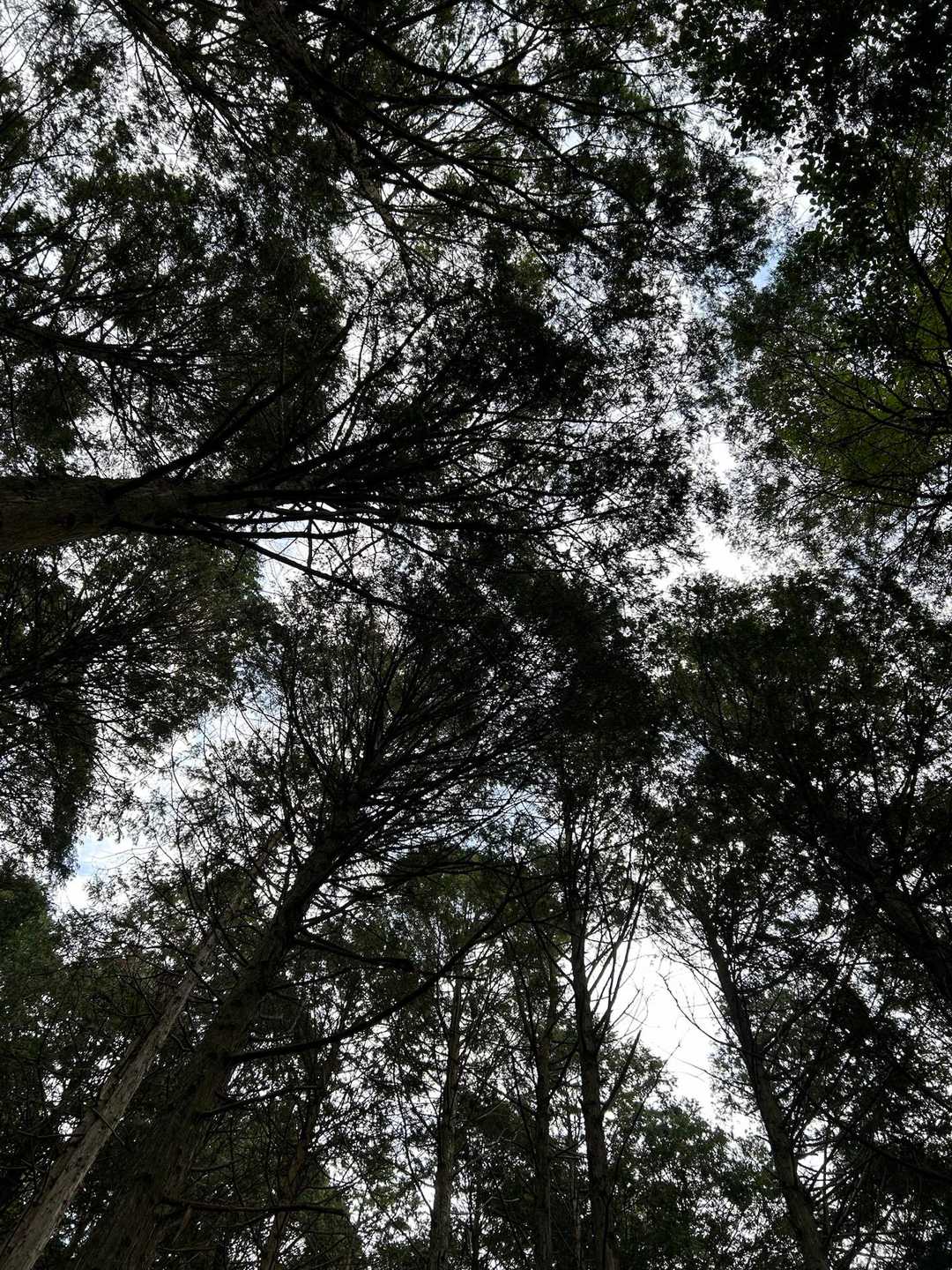 見上げた景色も好き