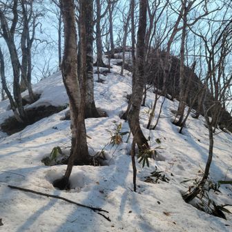 山頂岩山見えてきた
爪先で蹴りキックステップ何とかささるが狭い斜面で斜度が半端なく慎重に登る
相方を振り向く余裕などなく次のステップに集中、緩い雪に苦戦
もう少しだ…怖ェ〰️😱💪