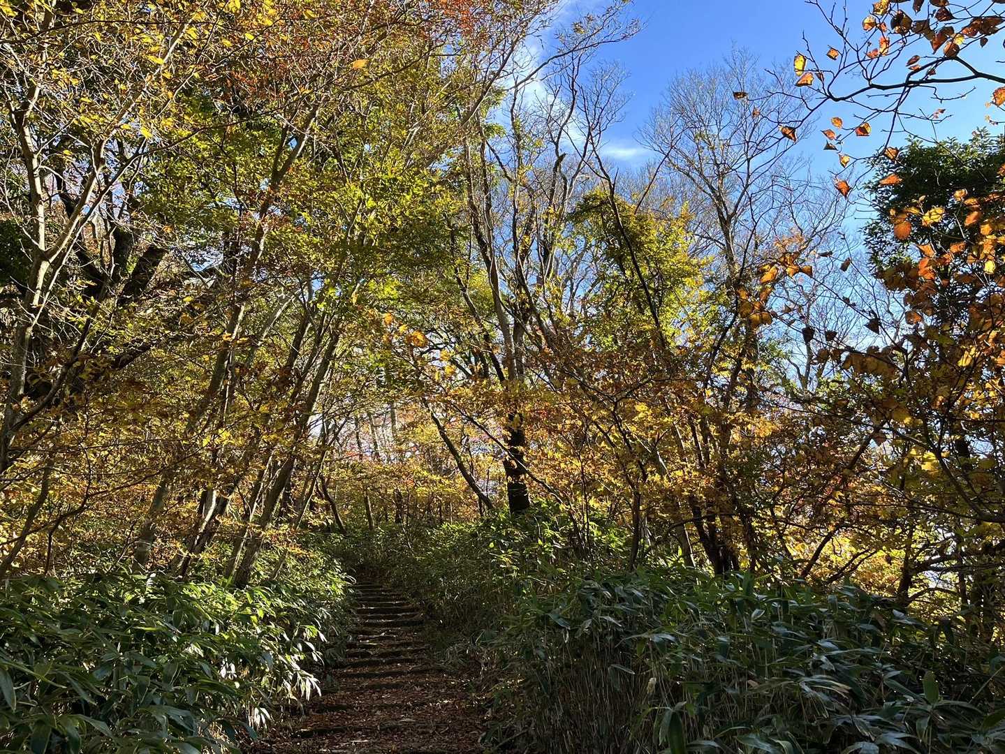 すごぉ〜😳🍁🍁🍁
時間ないのに、あまりの綺麗さに足が止まってしまいます😅