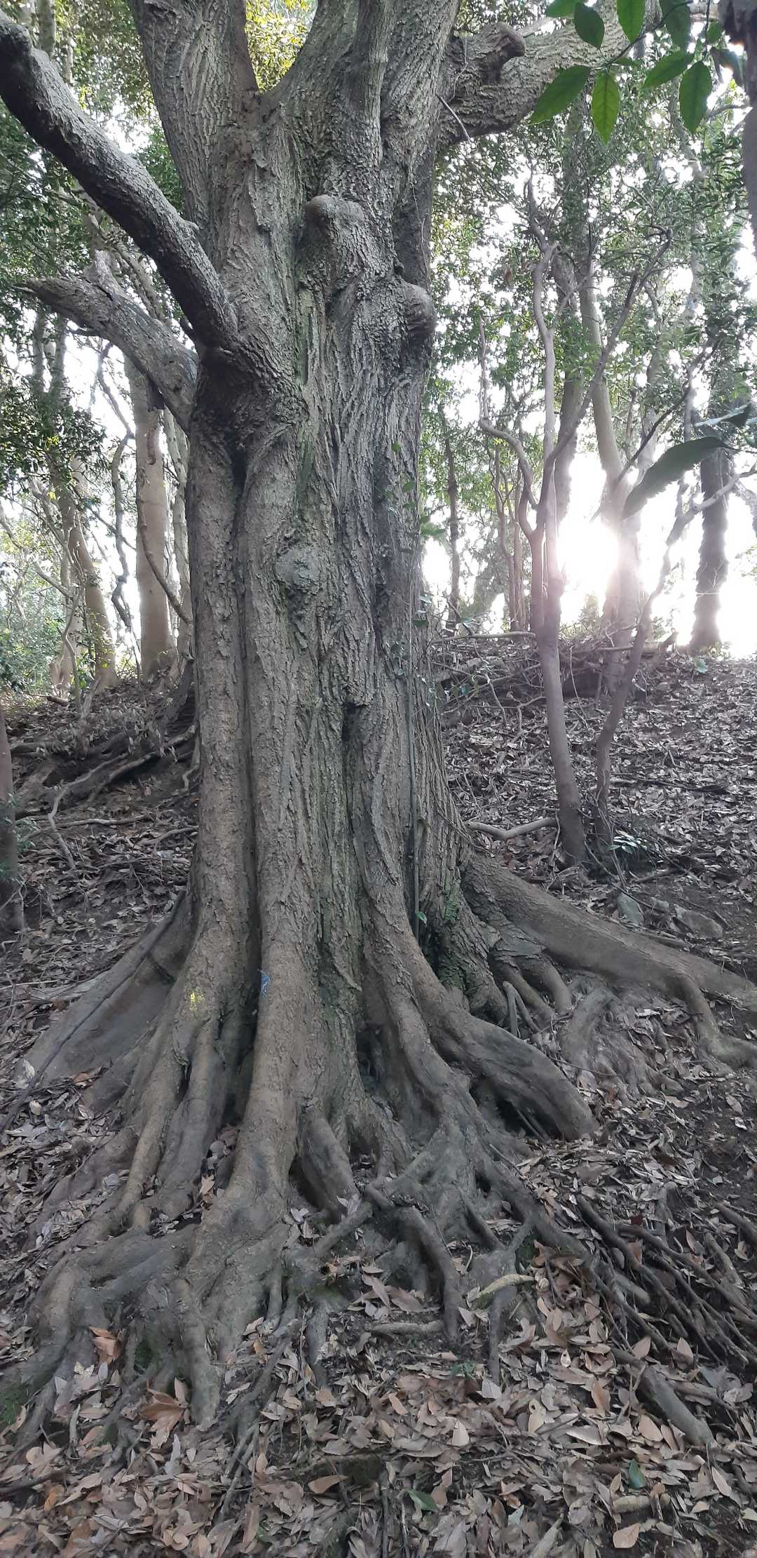 剣立山 往復コースの写真