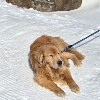 渋峠ホテルのマーカスくん