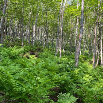 「富士川の水源」からは一気に急登に変身
もうそろそろ「横岳峠」に到着かっところで、森の中は明るくなり辺り一面はシダシダ世界🌿 
こういう雰囲気 なんとも落ち着く
