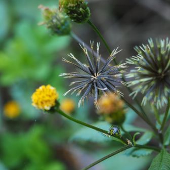 ヒッツキムシに注意！衣服につくとなかなか取れない😭
センダングサ