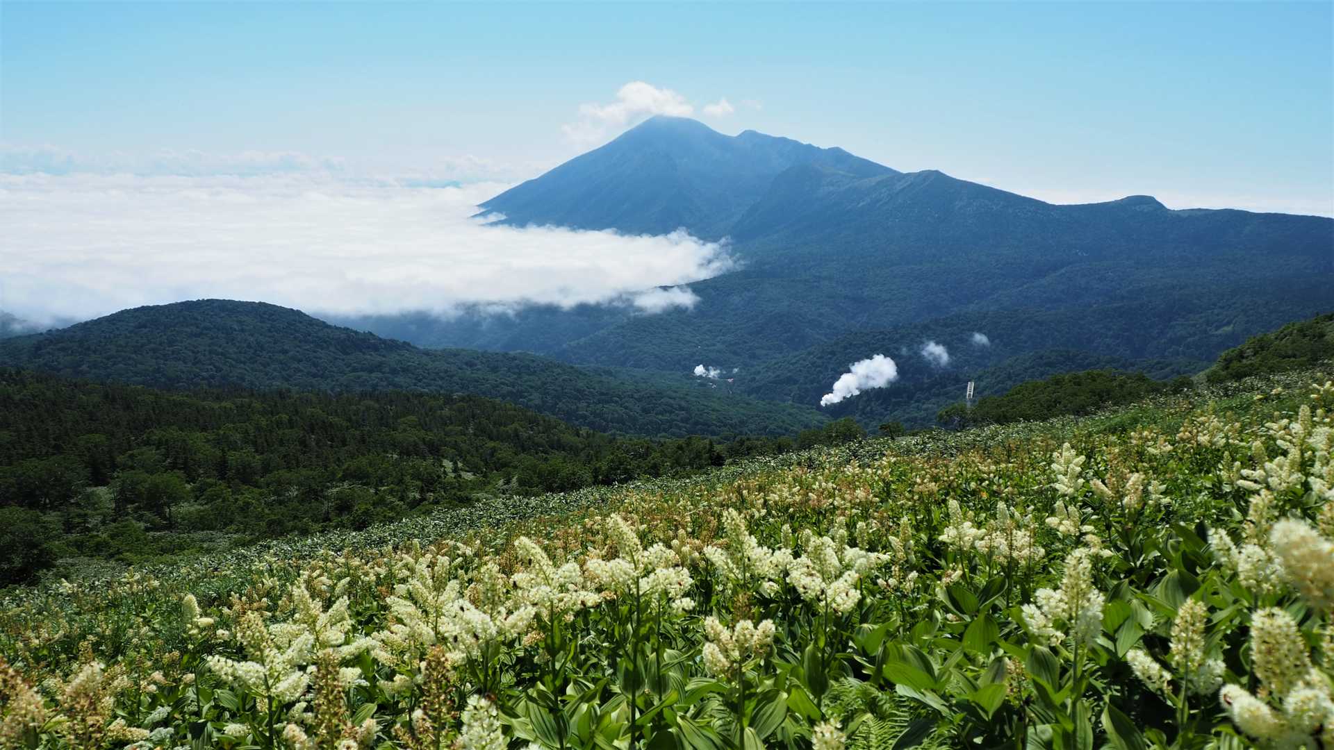 残念なことにコバイケイソウの盛期は過ぎていた・・・数年先に期待しよう・・・