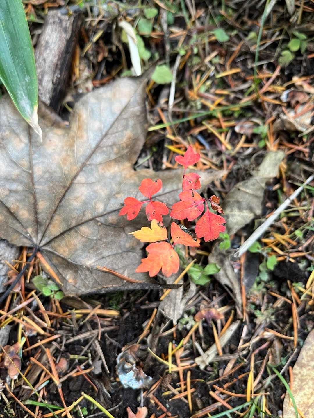 　　　　　　　　秋を満喫🍁