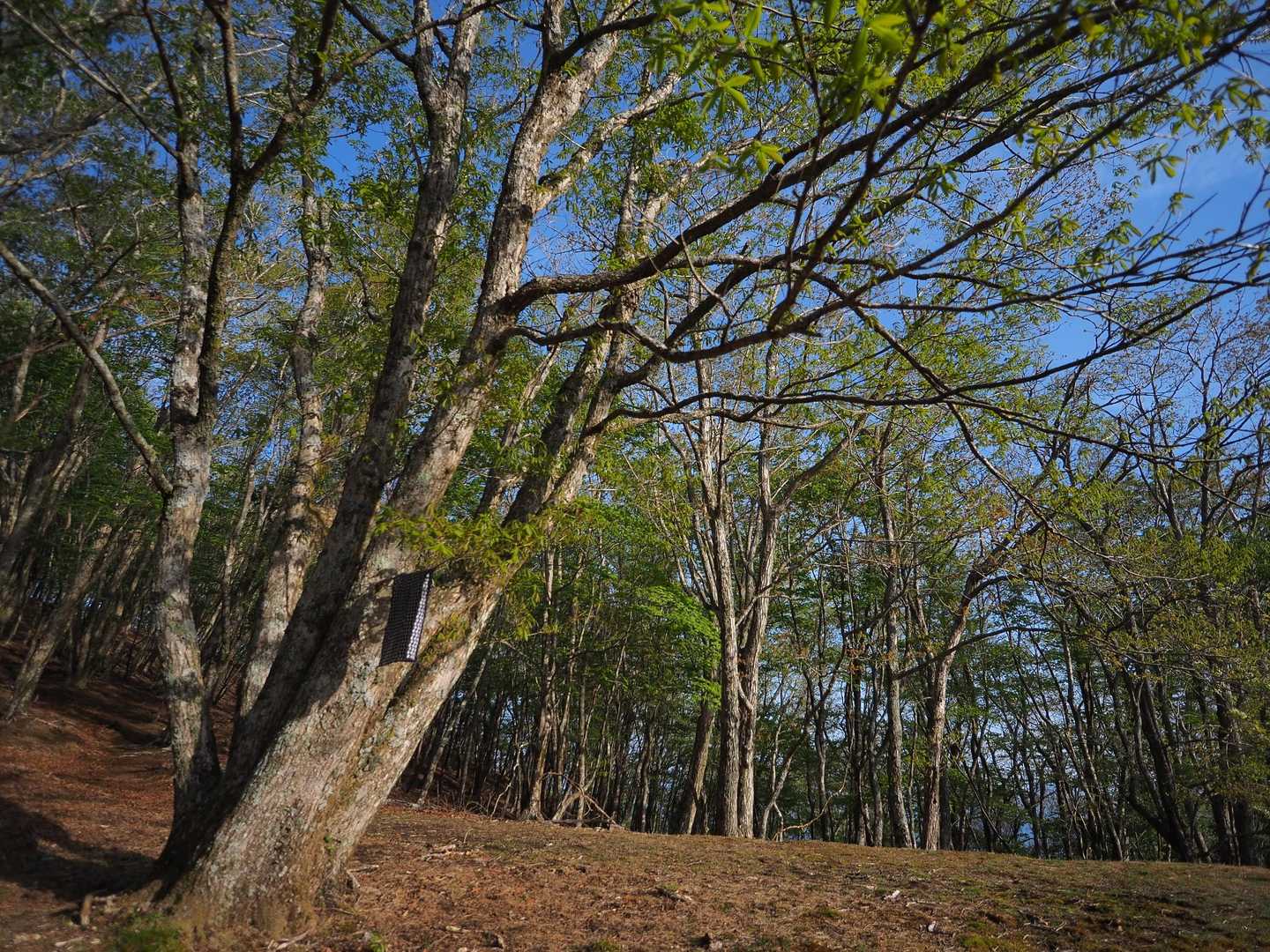 ここにしかない風景を惜しみつつ一路登山口へと下ります