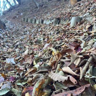 落ち葉🍂大盛り