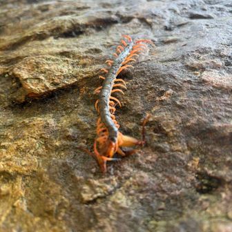 A centipede wrestling with a grasshopper. This rock was tricky to climb. I was surprised there were no chains or ropes. 