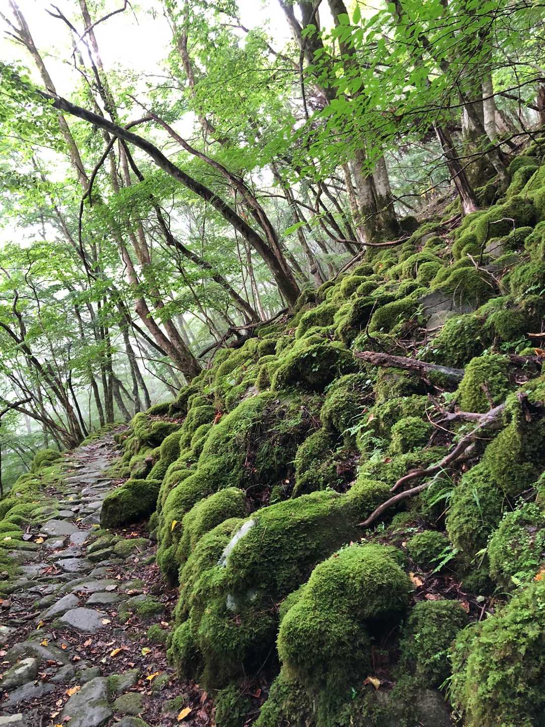 途中かなりの
本降りに☔️

雨に濡れながら
うつむいて黙々と歩くと
山岳部時代を思い出しました😅
過酷な山行、多かった💦