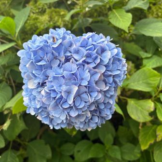 紫陽花