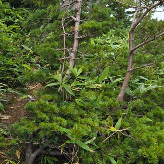 分岐少し分かりにくい
