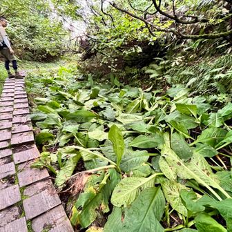 水芭蕉の大きく成長した葉っぱがバッタバッタと倒れていました。「芭蕉」はバナナのことですが、水芭蕉はバナナとは関係なくサトイモと同じ種類のようです🍠どおりで茎がズイキに見えたわけだ😁