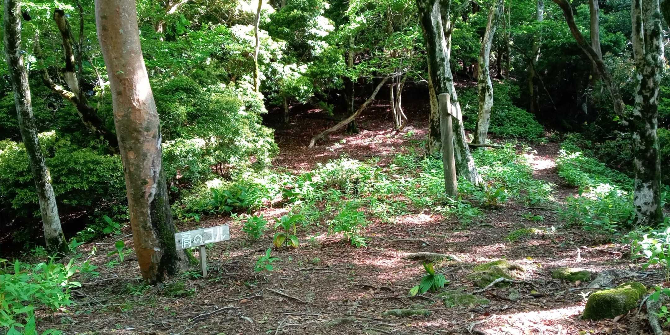 肩のコル到着…ここから山頂迄は急な登りになります！