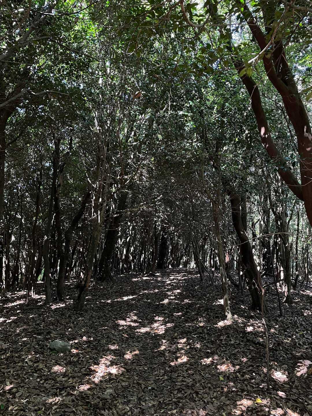 馬見山 往復コースの写真