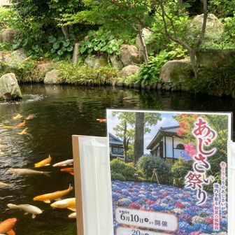 来月中旬には、紫陽花見頃かな。
