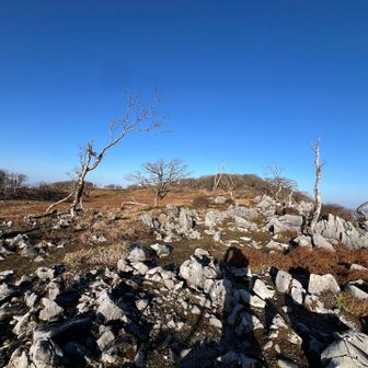 東ボタンブチも貸し切り🩵