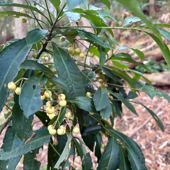 Google先生によると
　　　　シロミノマンリョウ🌸
