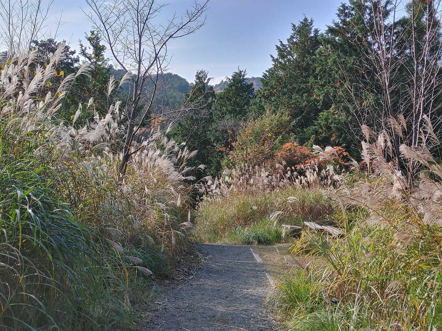 両側がススキの登山道